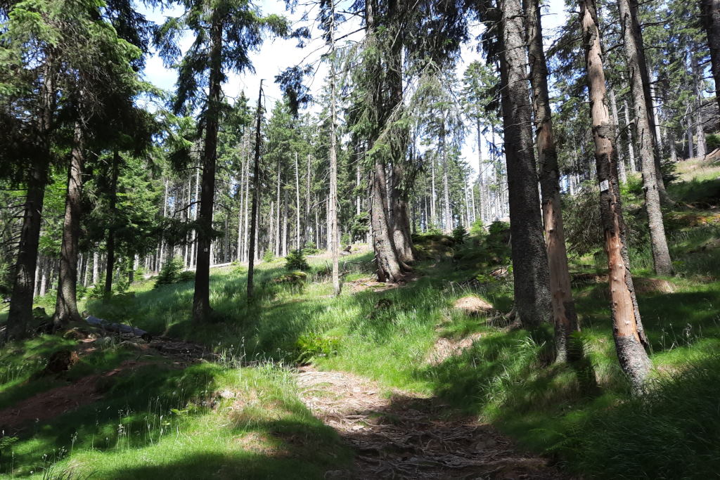 abb08 Waldwege